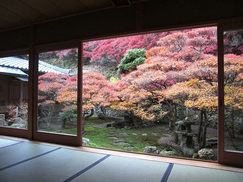 どうだんつつじの紅葉 2012 「大龍寺」_b0194979_1730375.jpg