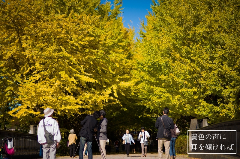 「 黄葉賛歌 」　　～ 立川市 昭和記念公園 ～_e0252279_1915325.jpg