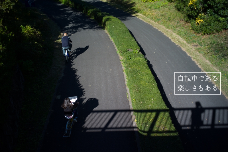 「 黄葉賛歌 」　　～ 立川市 昭和記念公園 ～_e0252279_191649.jpg