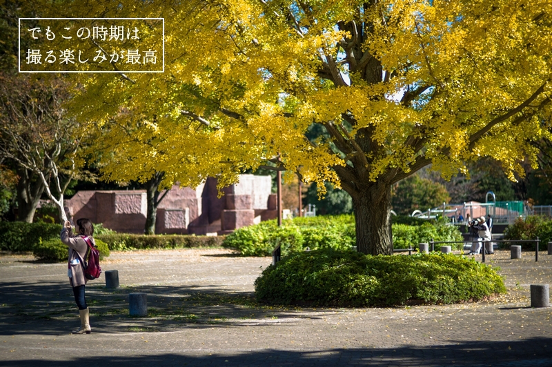 「 黄葉賛歌 」　　～ 立川市 昭和記念公園 ～_e0252279_19165215.jpg