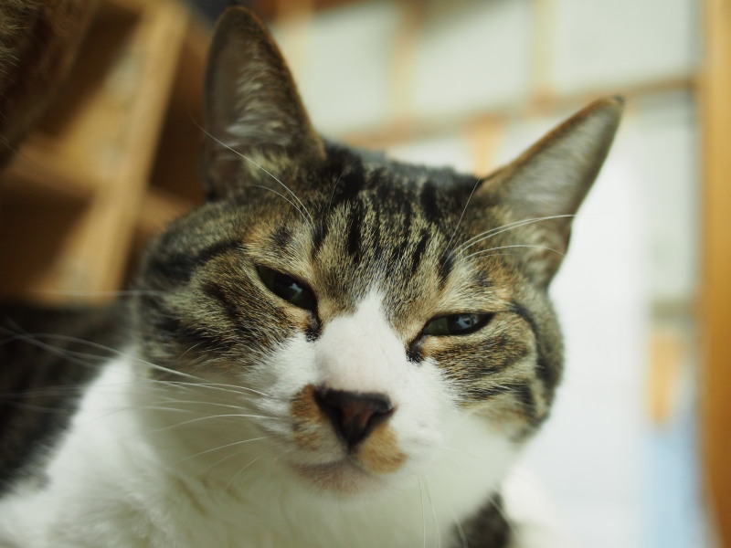 こらぁ_c0109780_12475580.jpg
