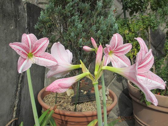 アマリリス：ニンフ1球（八重咲き大輪） の通販 | 園芸ネット