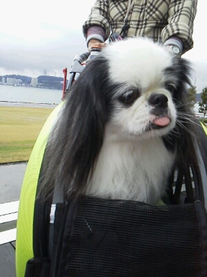 犬吉猫吉撮影会 in 門司港海峡ドラマシップ_b0257093_743349.jpg