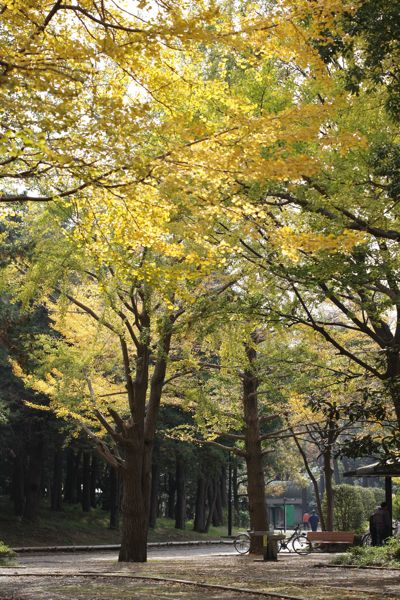 平塚運動公園の秋_d0148902_1758742.jpg