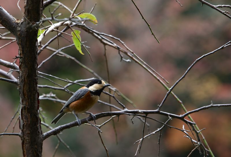 平塚運動公園の秋_d0148902_18114666.jpg