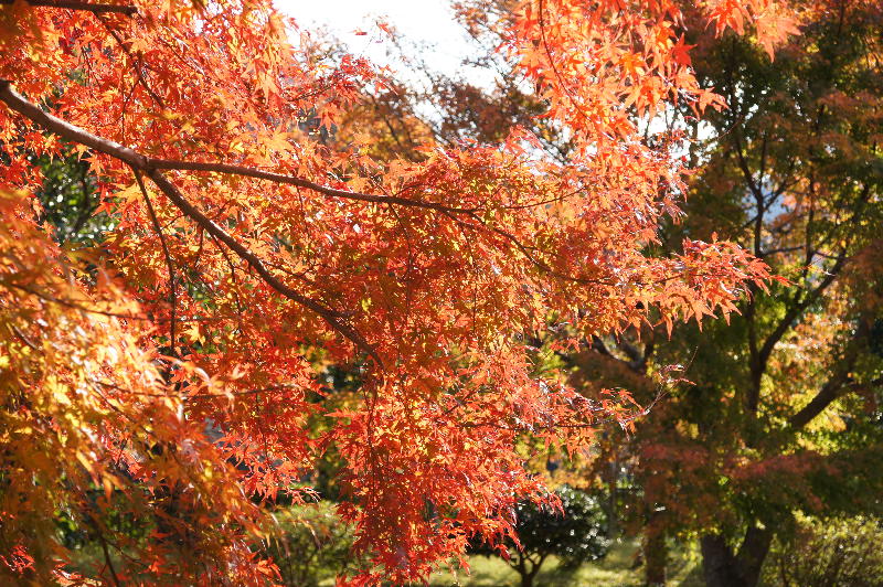 種蒔き権兵衛の里は紅葉真っ盛り・・・です。_a0196709_2014665.jpg