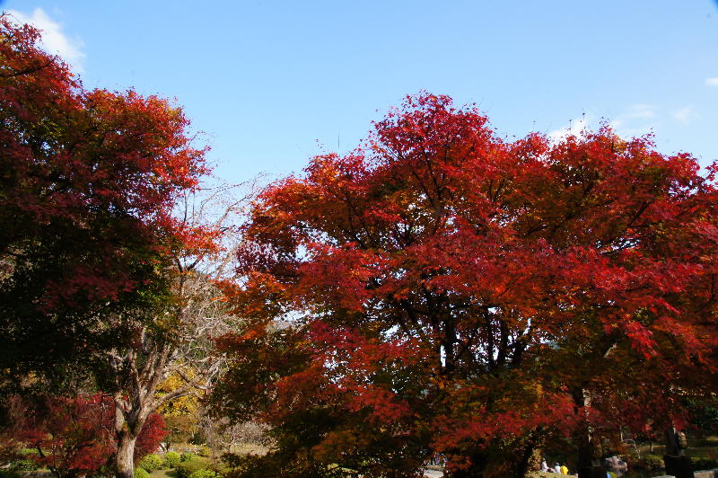 種蒔き権兵衛の里は紅葉真っ盛り・・・です。_a0196709_20184637.jpg