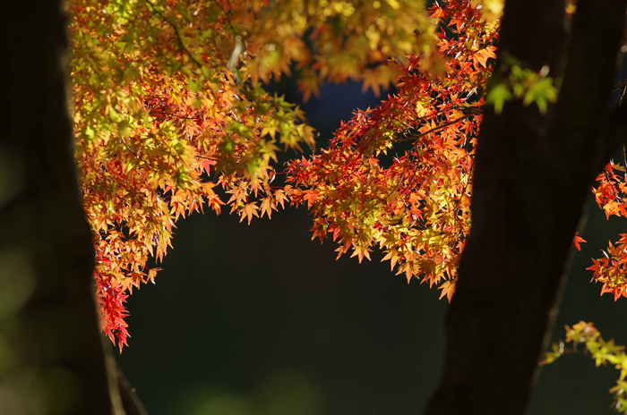 昭和記念公園　紅葉　日本庭園　４_b0151409_225858100.jpg