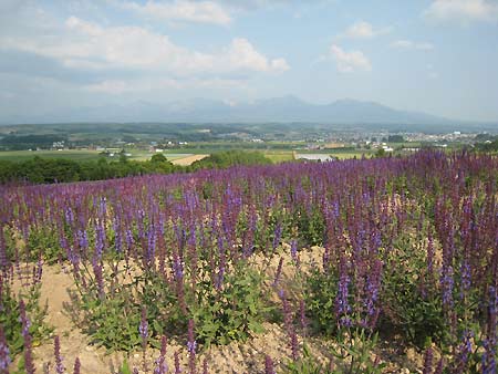 「フラワーランドかみふらの」と「ファーム富田」_f0032812_21121693.jpg