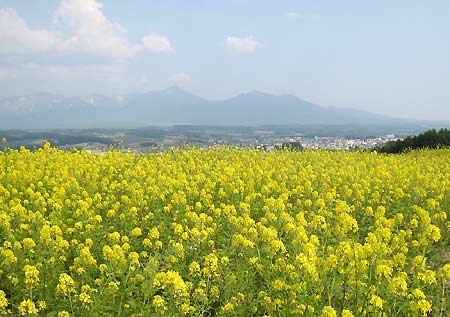 「フラワーランドかみふらの」と「ファーム富田」_f0032812_21223873.jpg