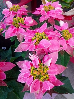b0196913_231185.jpg