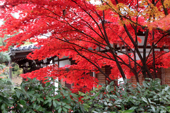 紅葉だより48　会津墓地あたり_e0048413_21424786.jpg