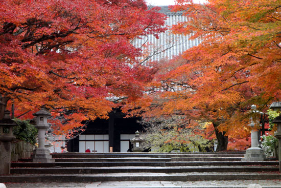 紅葉だより49 真如堂_e0048413_22451425.jpg