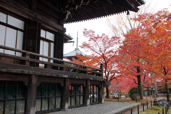 紅葉だより49 真如堂_e0048413_22455197.jpg