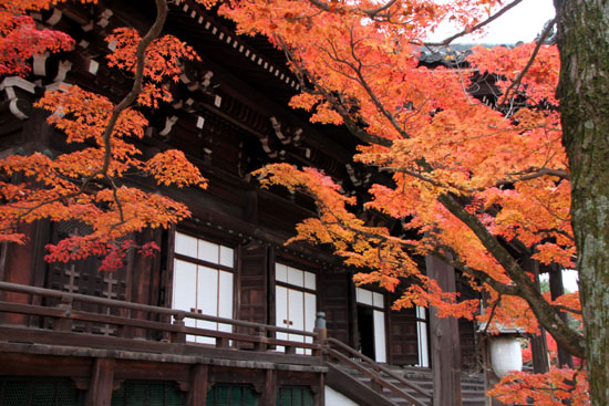 紅葉だより49 真如堂_e0048413_2246318.jpg