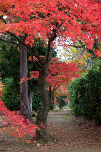 紅葉だより49 真如堂_e0048413_22464934.jpg