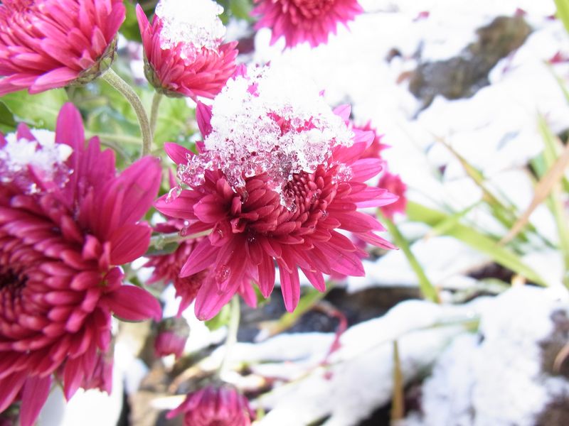 吹雪の翌朝_c0025115_2319584.jpg