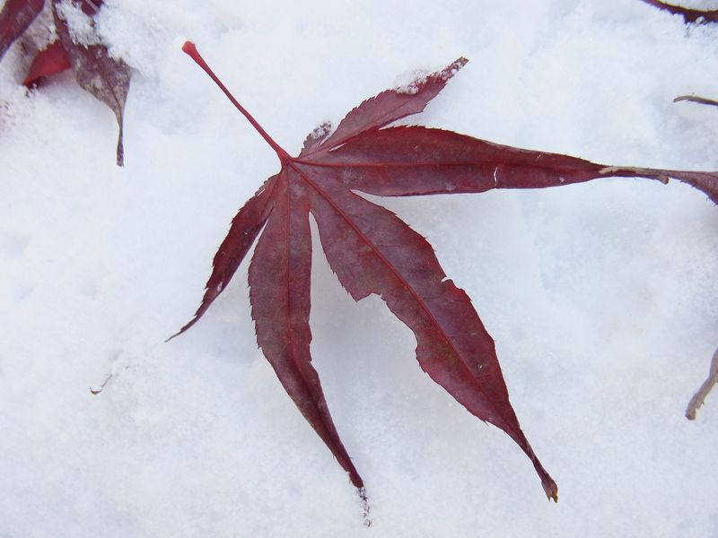 吹雪の翌朝_c0025115_2320136.jpg