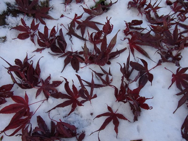 吹雪の翌朝_c0025115_2320744.jpg