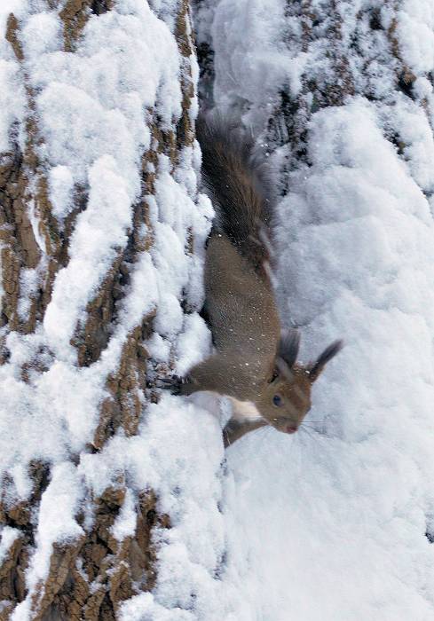 北の森は雪・・・エゾリスは？_d0098721_1657388.jpg