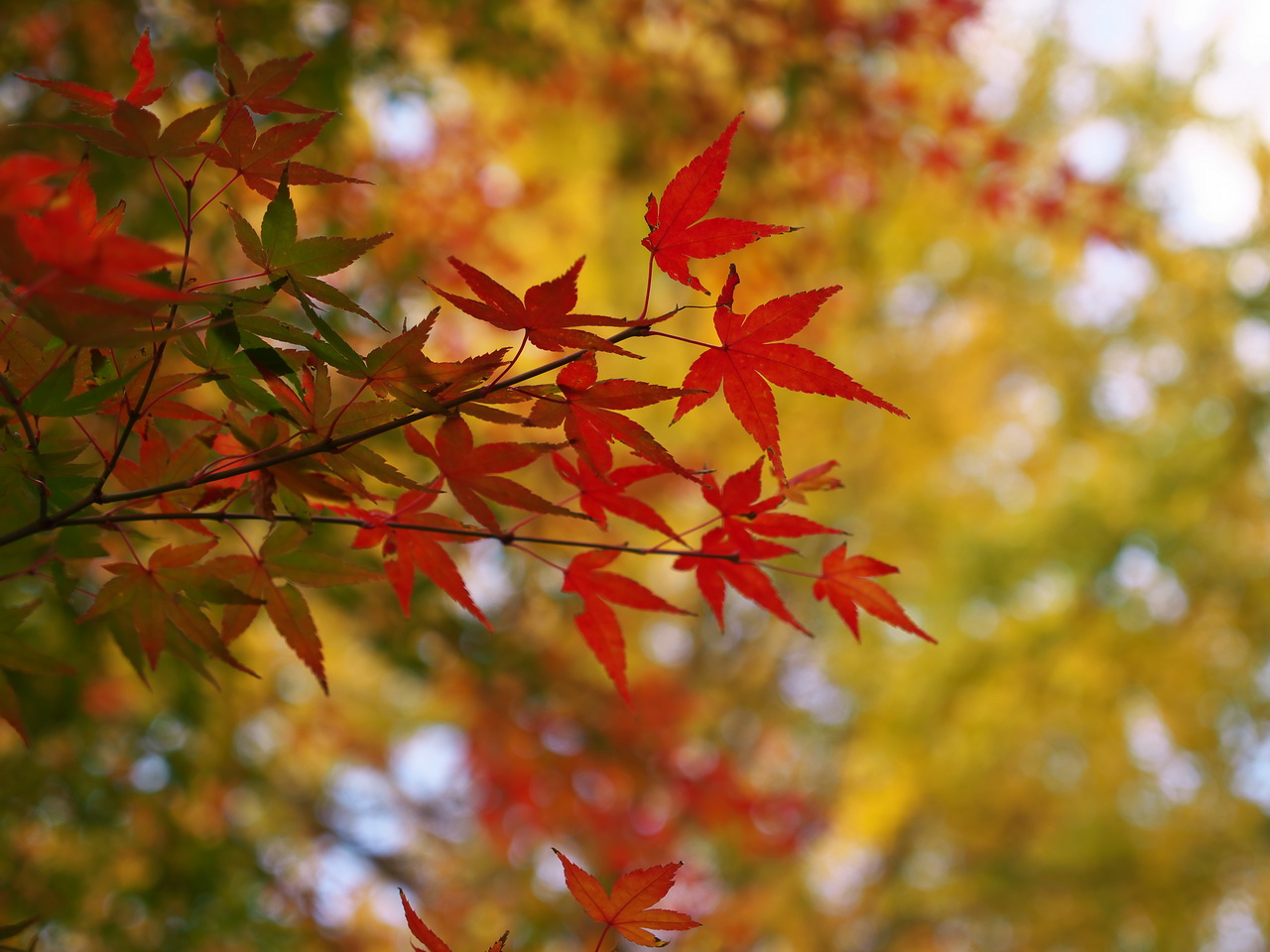 b0093625_1315599.jpg