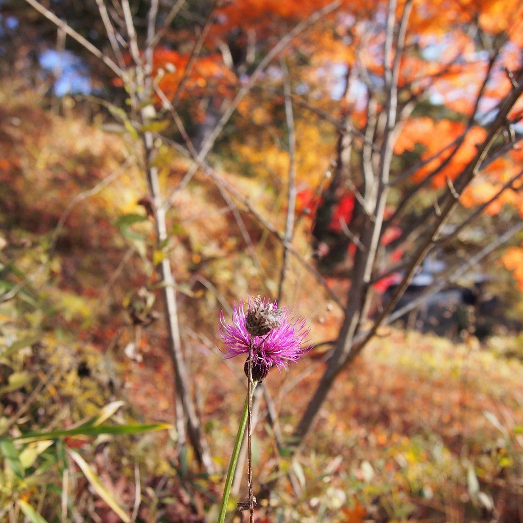 岐阜♦「岩村城址」_a0148431_2123391.jpg