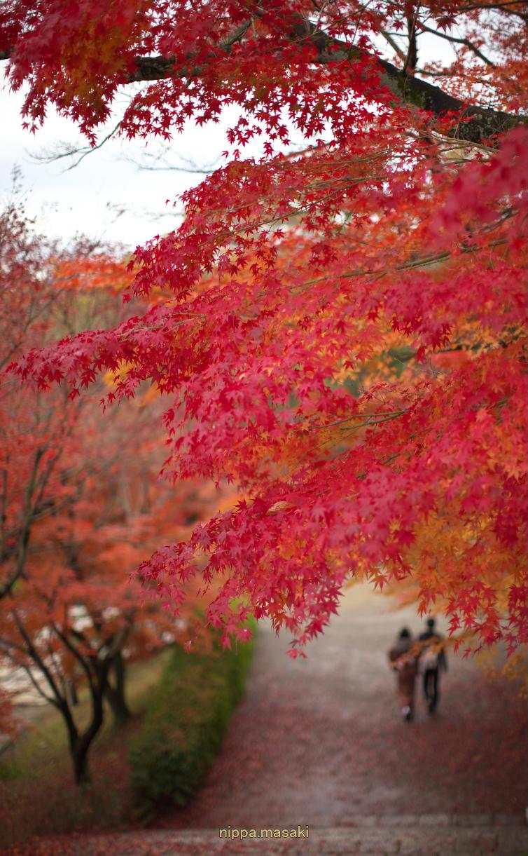 雨上がり・・紅の坂・・_a0258534_1201361.jpg