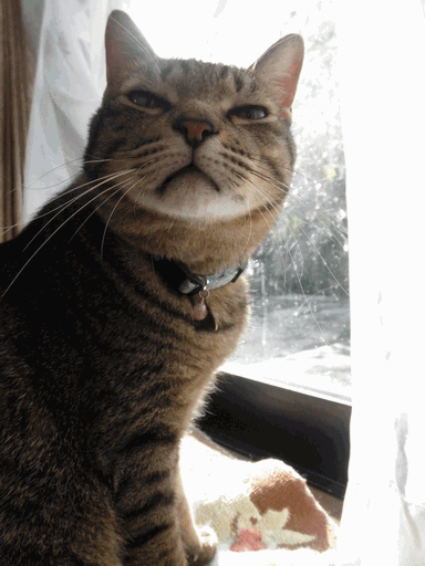 c0136736_14254358.gif