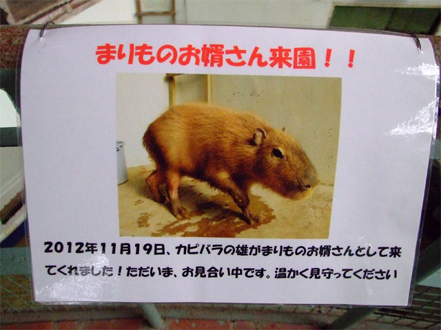 草津温泉にオスカピくんあらわる_a0179837_10481493.jpg