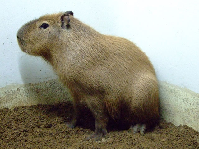草津温泉にオスカピくんあらわる_a0179837_11433280.jpg