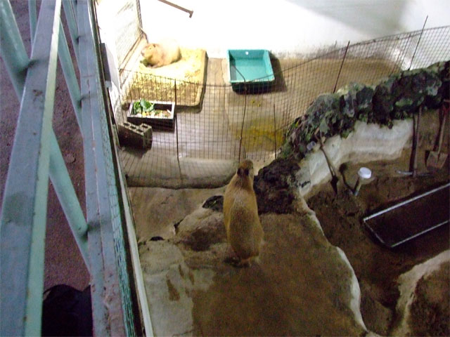 草津温泉にオスカピくんあらわる_a0179837_12114296.jpg