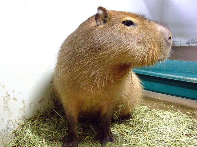 草津温泉にオスカピくんあらわる_a0179837_121825100.jpg