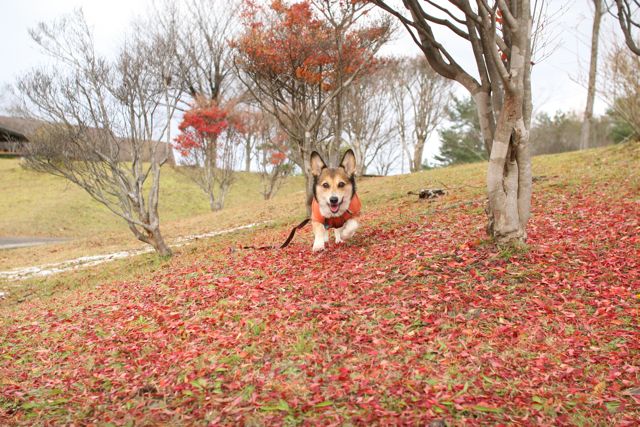 晴れ間を惜しんで撮影隊_b0031538_2212593.jpg