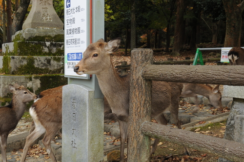 奈良に行ってきた_a0262342_22335063.jpg