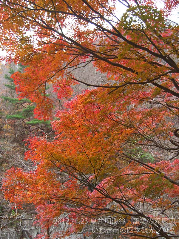 11月24日　夏井川渓谷の紅葉と中釜戸のシダレモミジ_f0105342_1551397.jpg