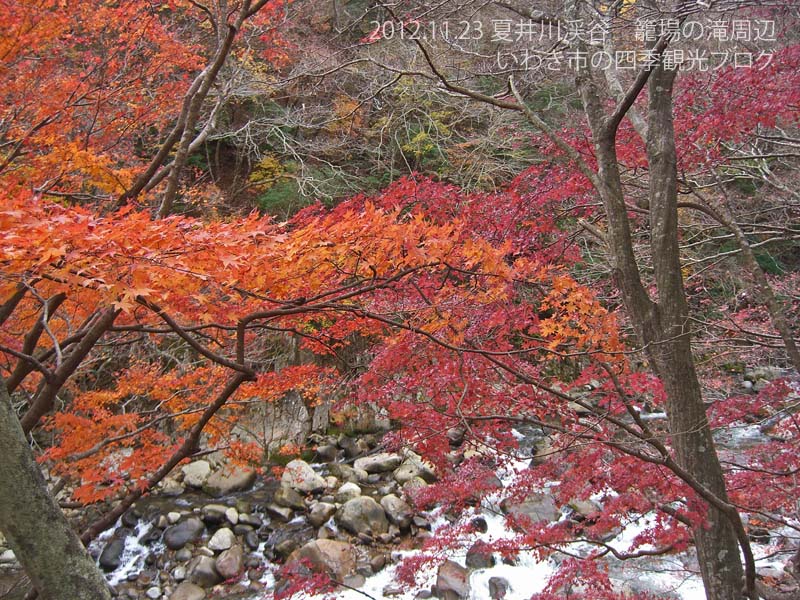 11月24日　夏井川渓谷の紅葉と中釜戸のシダレモミジ_f0105342_1554226.jpg