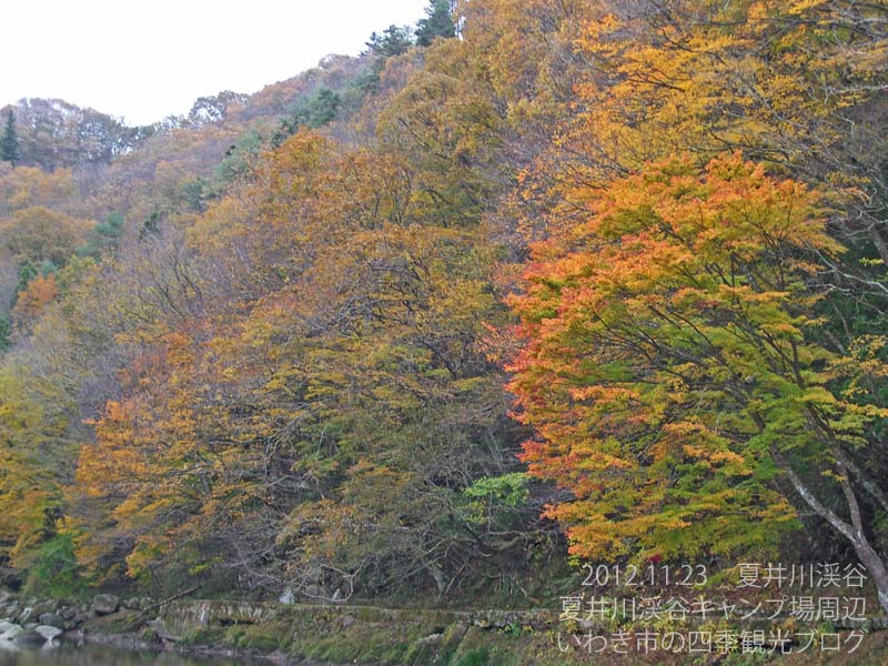 11月24日　夏井川渓谷の紅葉と中釜戸のシダレモミジ_f0105342_157944.jpg