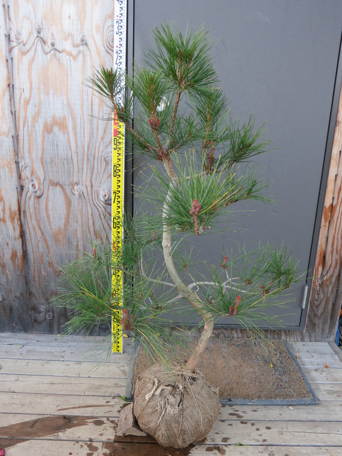 アカマツ 赤松 苗木 半仕立て 販売 画像 写真 価格 値段 庭木 安行