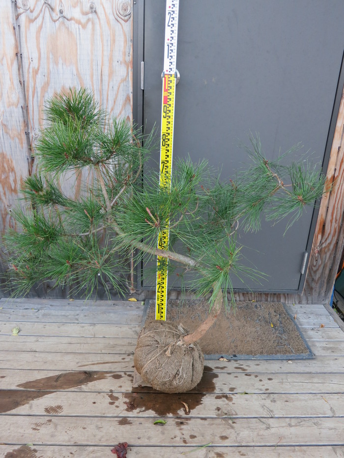 アカマツ 赤松 苗木 半仕立て 販売 画像 写真 価格 値段 庭木 安行