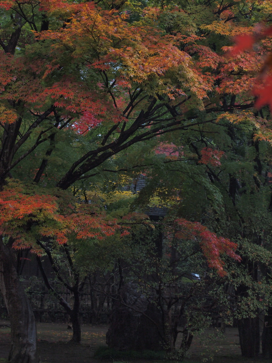 平林寺・紅葉-1　　　157)_c0068050_2251317.jpg