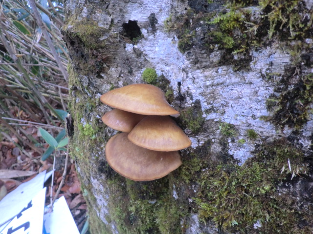 ムキタケ?_b0227552_1958321.jpg