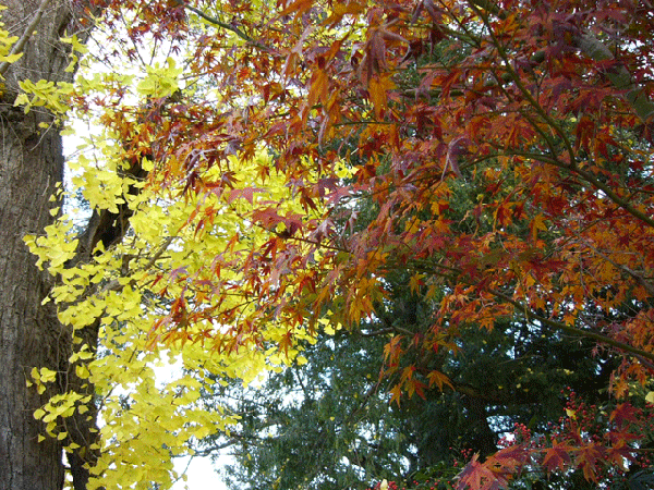 c0225153_2150539.gif