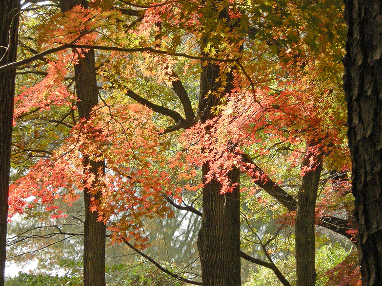 11月23日　嶺公園 菖蒲園のカエデ紅葉_a0001354_22195882.gif