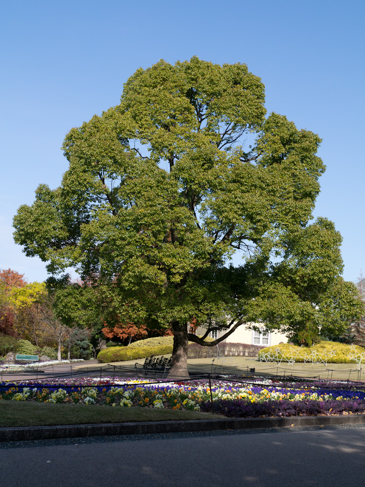 2012/11/24 安城デンパーク_f0235355_2005287.jpg