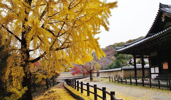 東大寺・大湯屋の大銀杏　＠奈良公園_b0063958_17523447.jpg