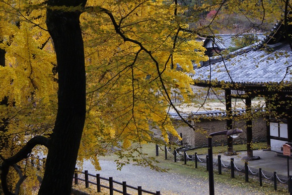 東大寺・大湯屋の大銀杏　＠奈良公園_b0063958_17523553.jpg