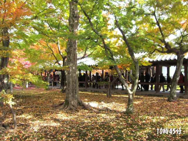 【2012年11月20日東福寺の紅葉】_c0042960_15243526.jpg