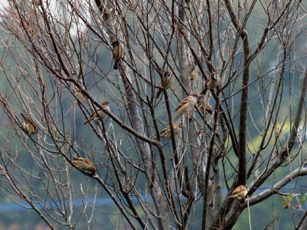 野鳥の餌台を作る　　　　_f0208666_1932382.jpg