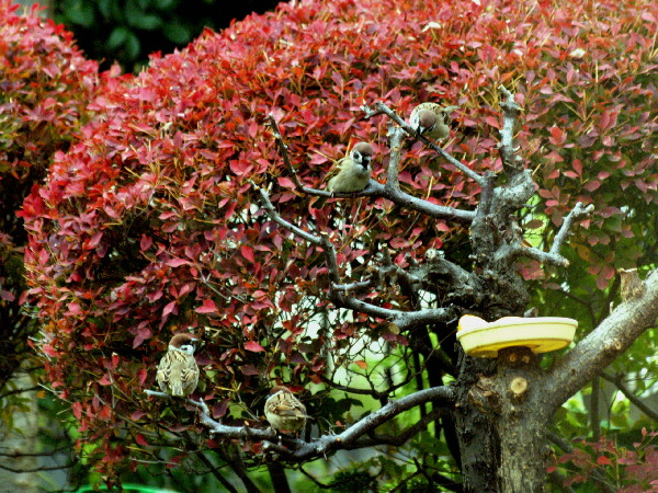 野鳥の餌台を作る　　　　_f0208666_1935133.jpg