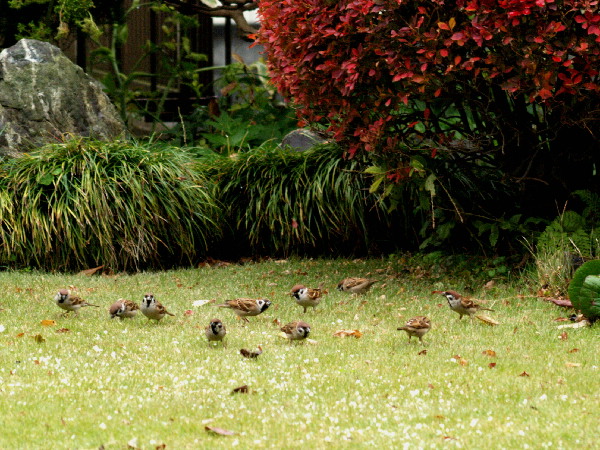 野鳥の餌台を作る　　　　_f0208666_1938594.jpg